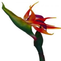 Bird of Paradise - 80cm