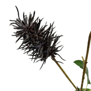 Frosted Sea Urchin Spray - 70cmL / Black -1