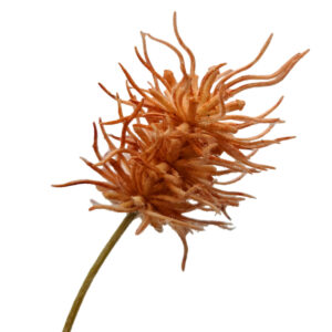 Frosted Sea Urchin Spray - 70cmL / Peach -1