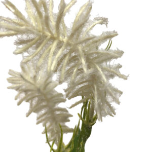 Meadow Rue Spray - 57cmL / White -1