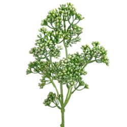 Rhus Berry Spray - 40cmL / Lt Green