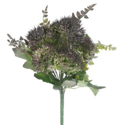 : Purple Tansy Bush x 6 - 28cmL / Dark Purple