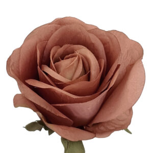 Romance Rose - 65cmL / Dusty Pink -1