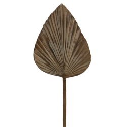 Small Dried Look Solid Spear Palm Leaf - 56cmL / Dark Brown