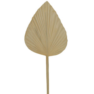 Small Dried Look Solid Spear Palm Leaf - 56cmL / White (Cream toned White)