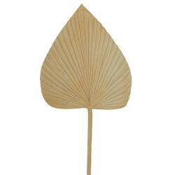 Large Dried Look Solid Spear Palm Leaf - 75cmL / White (Cream toned White)