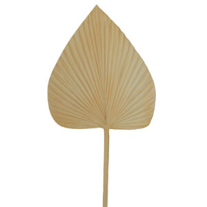 Large Dried Look Solid Spear Palm Leaf - 75cmL / White (Cream toned White)