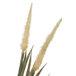 Dried Look Foxtail Spray - 60cmL / Cream -1