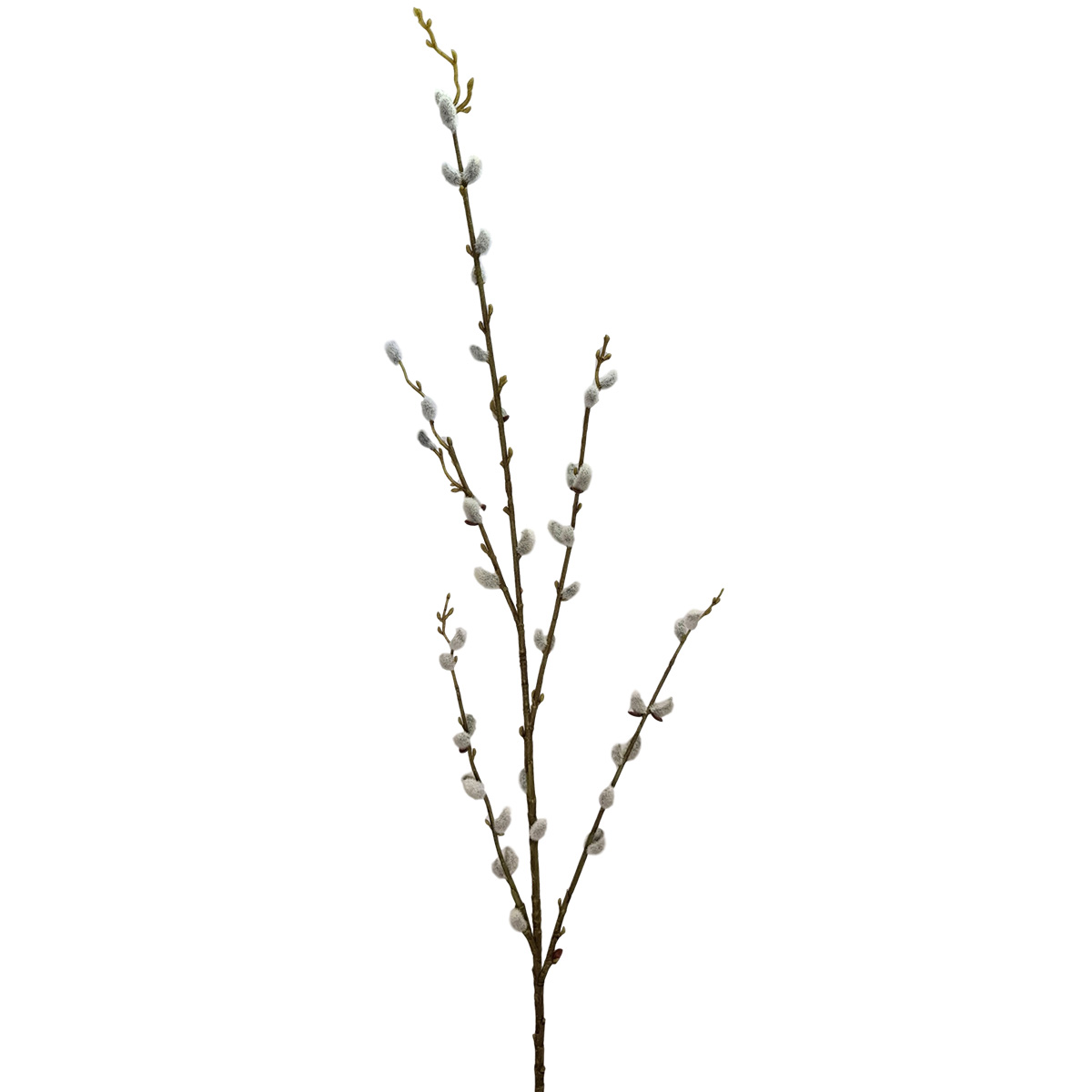 Pussy Willow Branch - 115cmL -1