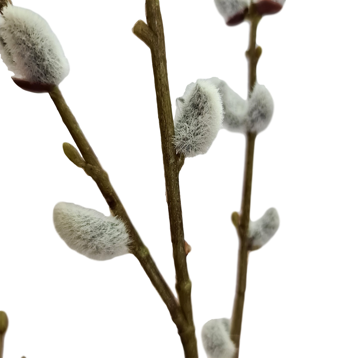 Pussy Willow Branch - 115cmL