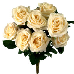 Elizabeth Rose Bush x 10 - 45cm / Cream -1