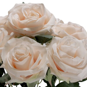 Mia Rose Bush - 48cm / Champagne -1