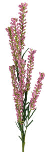 Stock Spray - 72cmL / Pink -1