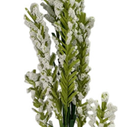 Stock Spray - 72cmL / White-1