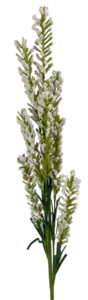 Stock Spray - 72cmL / White-1