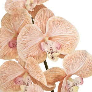 Allure Real Touch Artificial Phalaenopsis Orchid - 85cmL / Latte -1