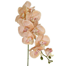 Allure Real Touch Artificial Phalaenopsis Orchid - 85cmL / Latte -1