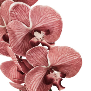Allure Real Touch Artificial Phalaenopsis Orchid - 85cmL / Pink -1