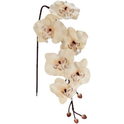 Soft Touch Phalaenopsis Orchid - 77cmL / Champagne