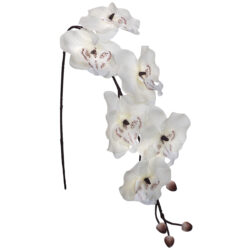 Soft Touch Phalaenopsis Orchid - 77cmL / Cream (Ivory/Soft White)