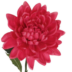 Autumn Dahlia Stem - 80cmL / Fuchsia -1