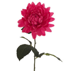 Autumn Dahlia Stem - 80cmL / Fuchsia -1