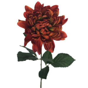Autumn Dahlia Stem - 80cmL / Rust -1