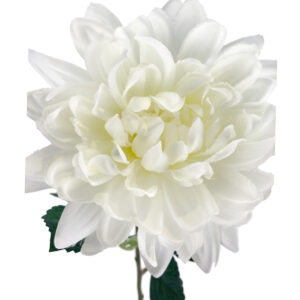 Autumn Dahlia Stem - 80cmL / White -1