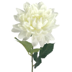 Autumn Dahlia Stem - 80cmL / White -1
