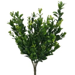 Premium Boxwood Bush - 30cm -1