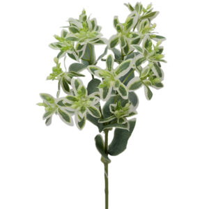 Variegated Spurge Spray - 50cm / Green/White -1