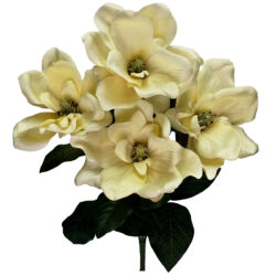 Magnolia Bush x 5 - 55cm / Champagne -1
