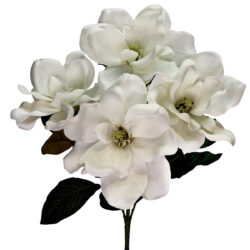 Magnolia Bush x 5 55cm / White -1