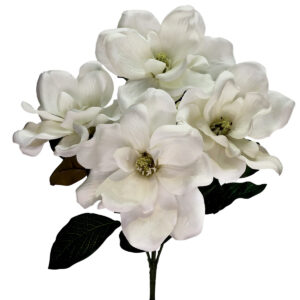 Magnolia Bush x 5 55cm / White -1