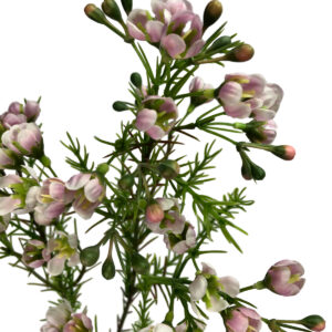 Geraldton Wax Flower Spray - 80cmL / Pink -1