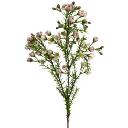 Geraldton Wax Flower Spray - 80cmL / Pink -1