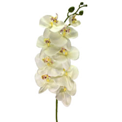 Cora Artificial Phalaenopsis Orchid Stem - 100cm / Cream -1