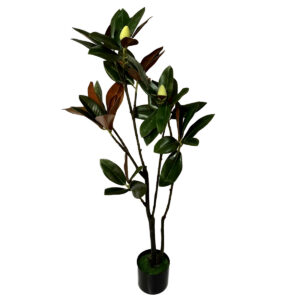 Potted Magnolia Tree - 120cmH -1