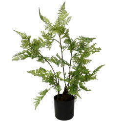 Potted Lace Fern - 60cmH / Green -1