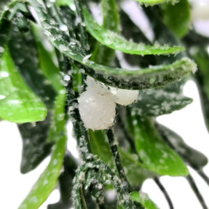 Mistletoe Bundle with Snow Frosting - 40cm -1