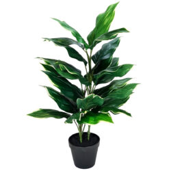 Potted Hosta Plant w/28 Leaves - 60cm / Green -1