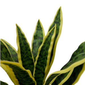 Potted Sansevieria Plant - 44cmH -1