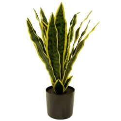 Potted Sansevieria Plant - 44cmH -1