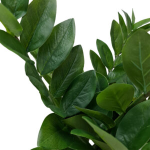 Potted Zanzibar Gem Plant - 70cmH -1