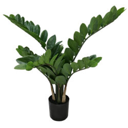 Potted Zanzibar Gem Plant - 70cmH -1