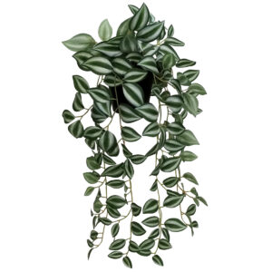 Potted Wandering Jew Hanging Bush - 52.5cm / Green/Silver -1