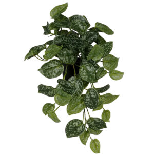 Real Touch Satin Pothos (Scindapsus) Hanging Bush in Plastic Pot - 45cmL -1