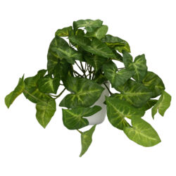 Real Touch Syngonium Trailing Plant in White Pot - 21cmH -1