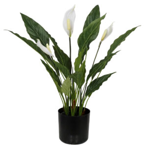 Potted Peace Lily Plant (Spathiphyllum) - 52cmH -1