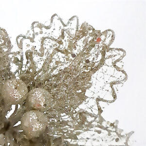 Sheeer Glitter Magnolia Stem - 40cmL / Champagne -1